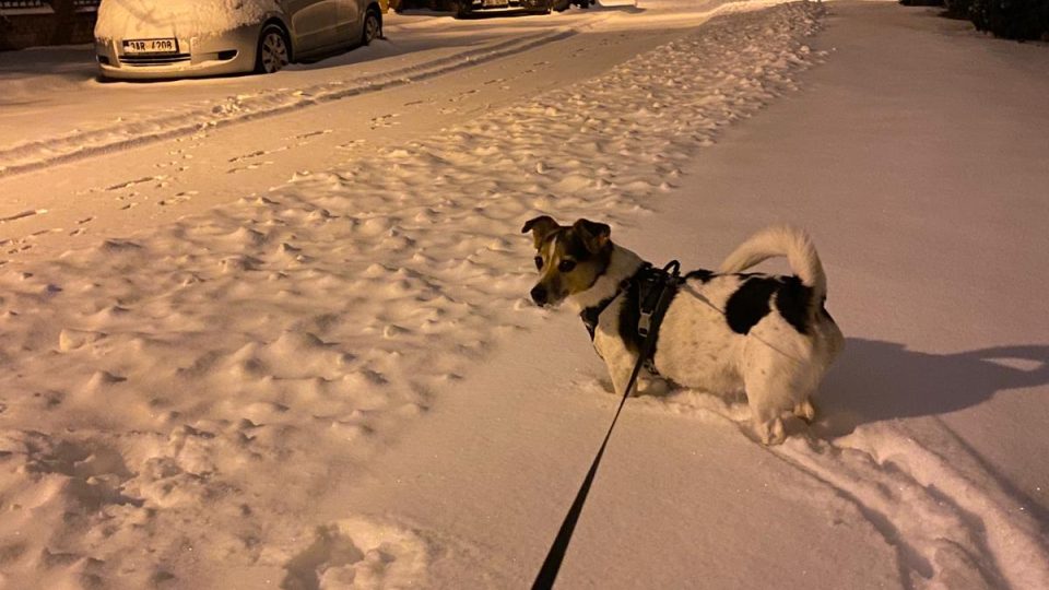 Sníh zaskočil i pejskaře při ranním venčení v Praze