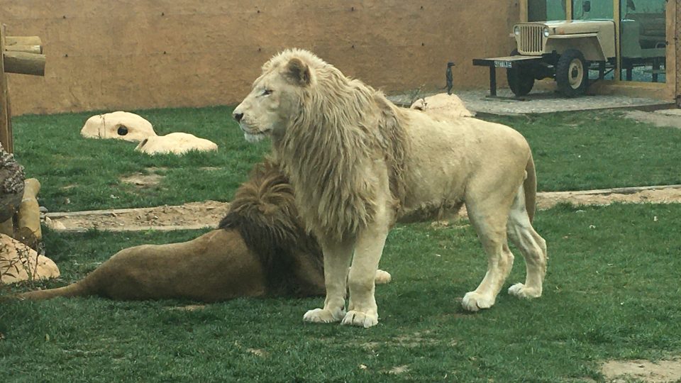 Ve lvím výběhu je možné si lvy prohlédnout zblízka
