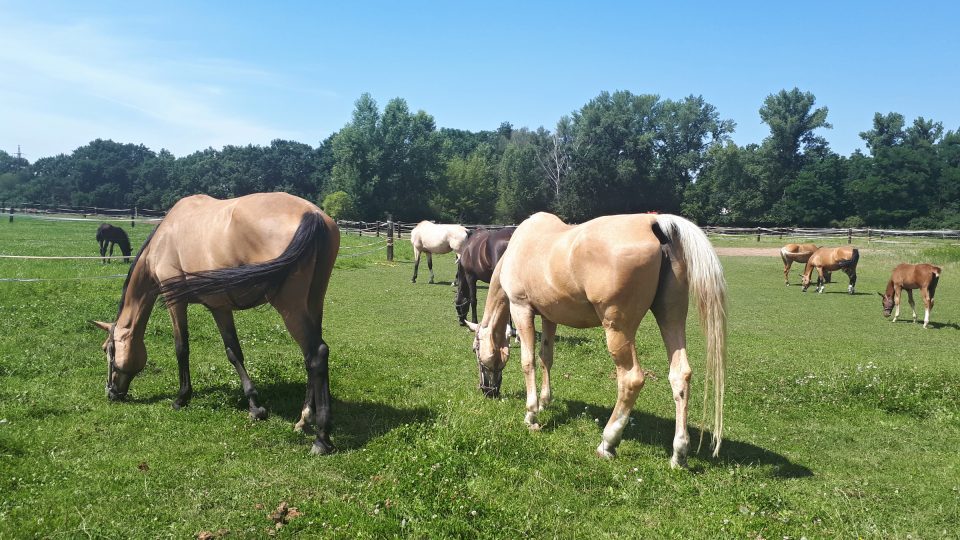 Dvě barevné varianty Equus Kinsky - Isabela a Plavák