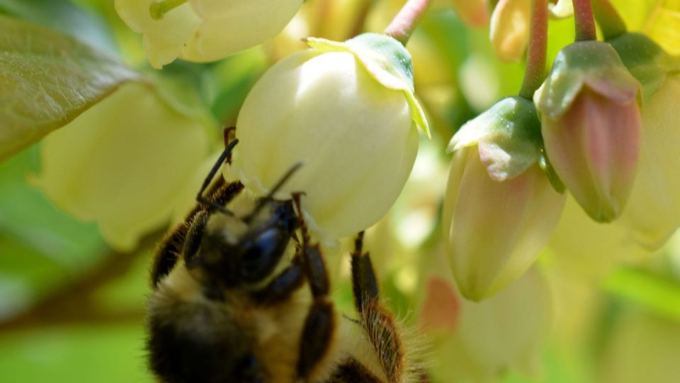 Včela na květu kanadské borůvky