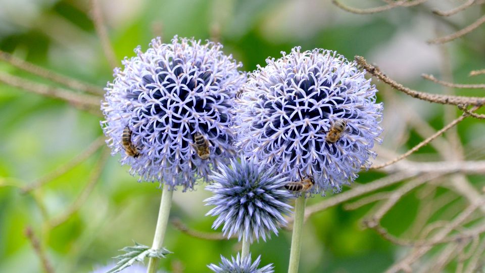 Včela medonosná je na rozdíl od pískorypky společenským druhem