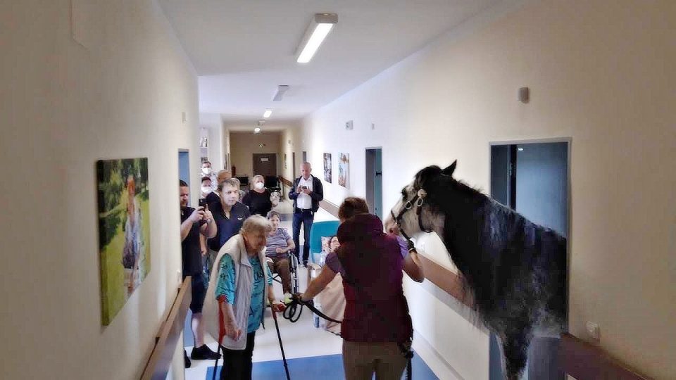 Kůň na chodbě domova seniorů vždy vyvolá velké pozdvižení