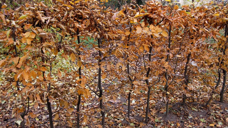 Mladý živý plot - Carpinus betulus (habr obecný)