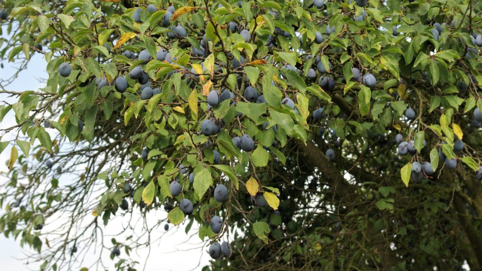V kraji ovocných sadů, v Podchlumí  už jsou dnes švestky spíš vzácností 