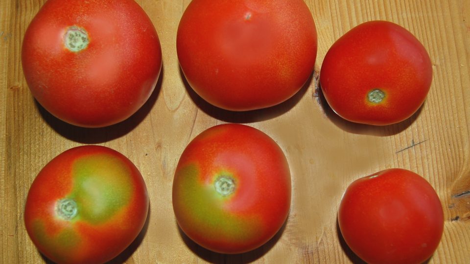 Odrůdy rajčat - drobné je Bejbino F1, největší Tipo F1, se skvrnami Toro F1