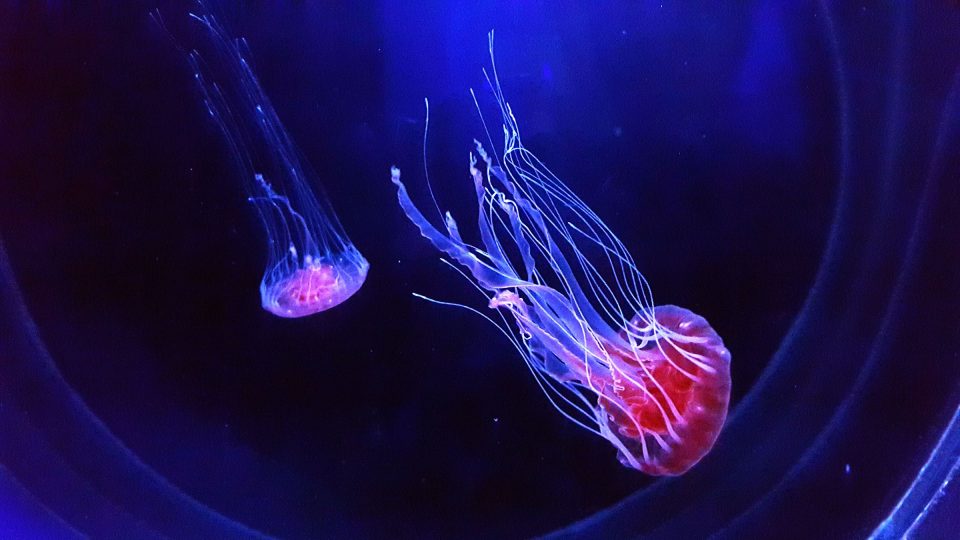 Ve Světě medúz najdeme 38 akvárií