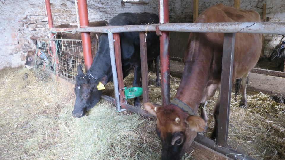 Na statku v Luži chovají krávy plemena Jersey
