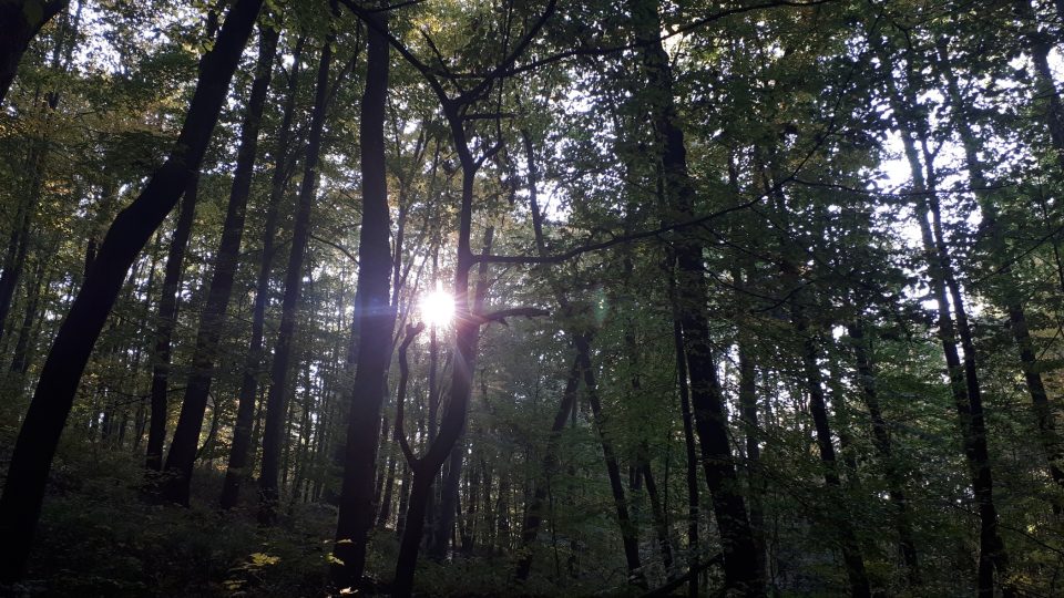 A i když nenajdete žádný poklad, procházka Frýdeckým lesem je pohlazením pro duši