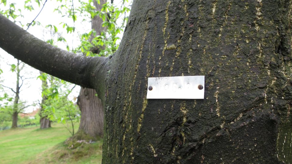 Každý ze stromů je označený štítkem s evidenčním číslem