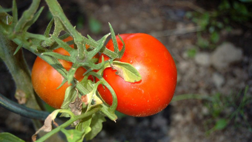 Nenápadné kroužky šedé hniloby na rajčeti. Takový plod není vhodný na delší uchování