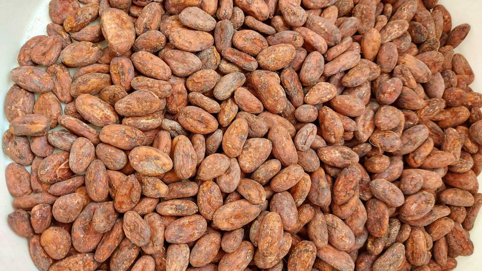 Kakaové boby připravené na ruční přebírání
