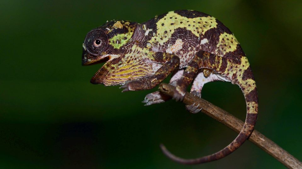 Chameleon límcový, zoo chová dvacet druhů chameleonů
