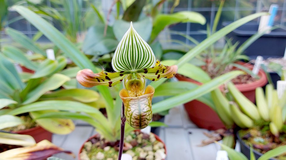 Paphiopedilum patří mezi obdivované orchideje