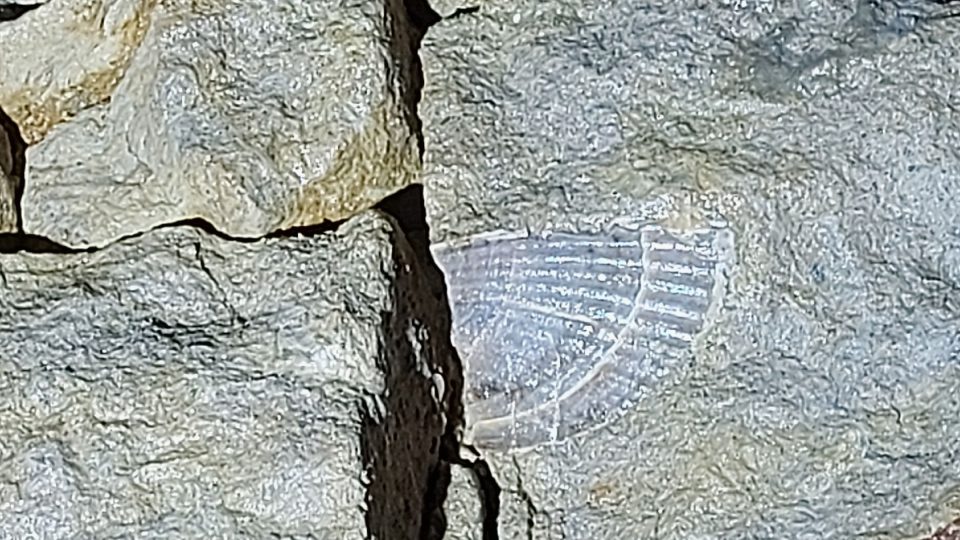 Na pískovcových stěnách dodnes můžeme najít zkamenělinu škeble z období druhohor
