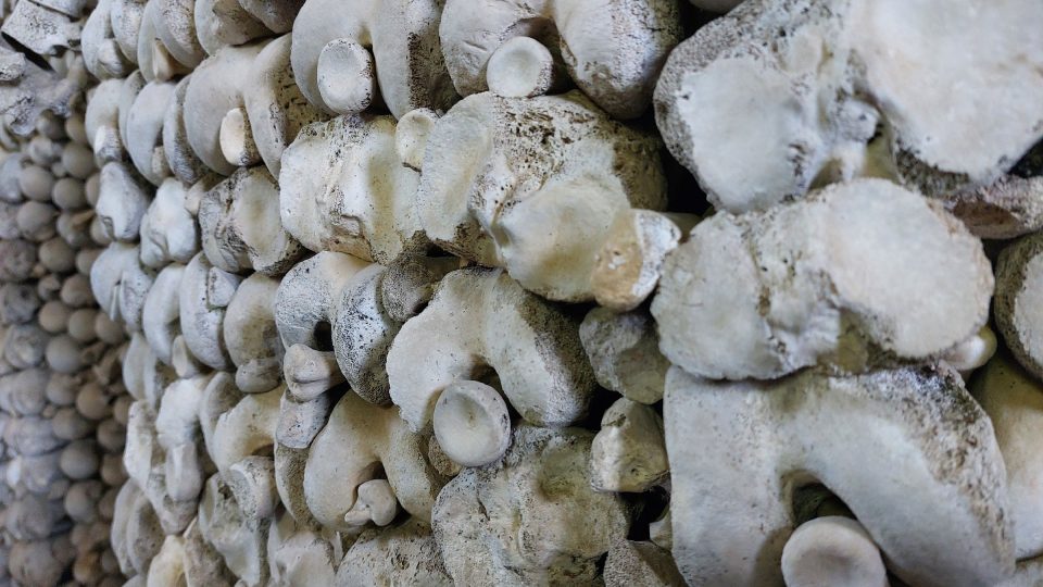 Kosti jsou seskládané důmyslně. Pilíře stojí stovky let