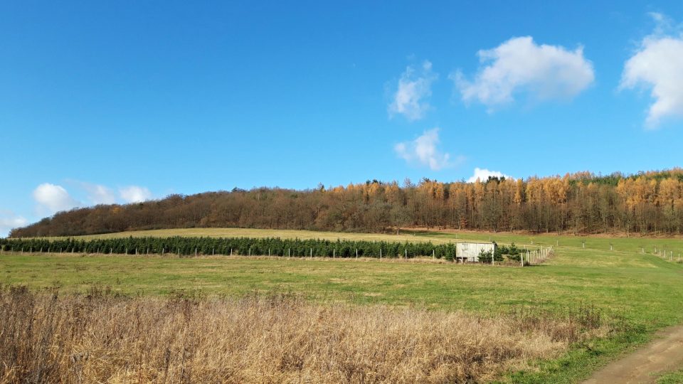 Ve středních Čechách je hned několik plantáží s vánočními stromečky. Benešovi ze Šlovic je pěstují už 20 let