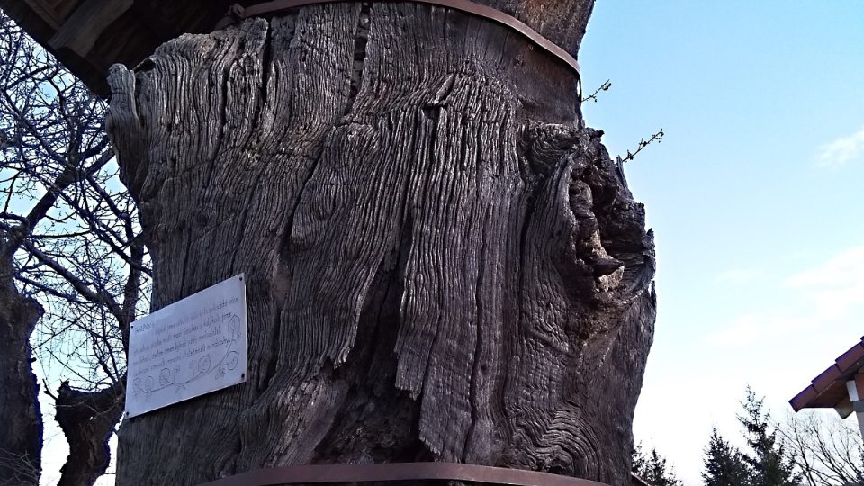 Památný dub v Opalicích s obvodem kmene přes 8 m, z důvodu poškození je zastřešený a vyzděný