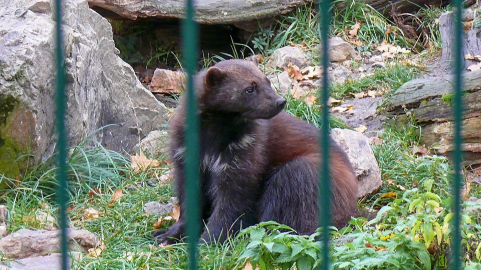 Rosomák sibiřský v Zoologické zahradě v Hluboké nad Vltavou