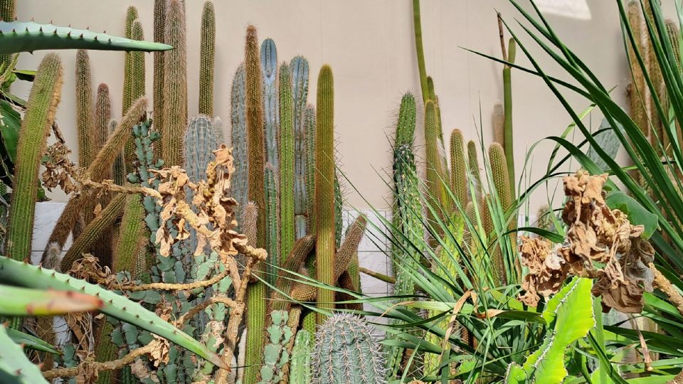 Manipulace se vzrostlými kaktusy je náročná, ale při troše zručnosti to zkušený pěstitel zvládne