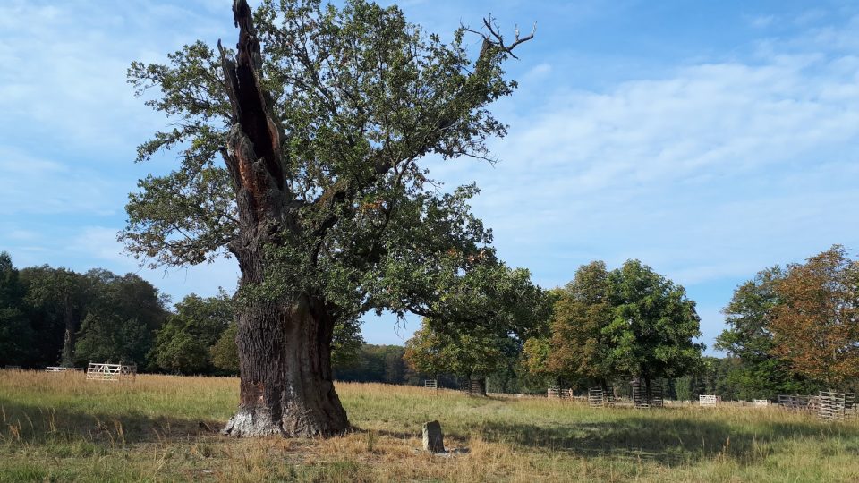 Dohodový dub je starý téměř 400 let. V roce 1925 se tady sešli státníci z Československa, Jugoslávie a Rumunska. Události dodnes připomíná pamětní kámen