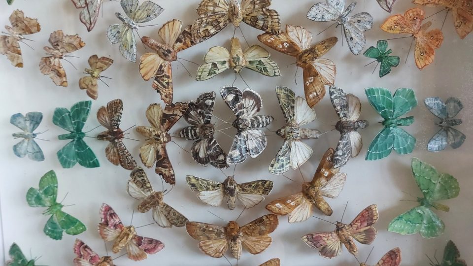 Vyřezat přes dva tisíce motýlů trvalo Milanovi Odvárkovi pět let