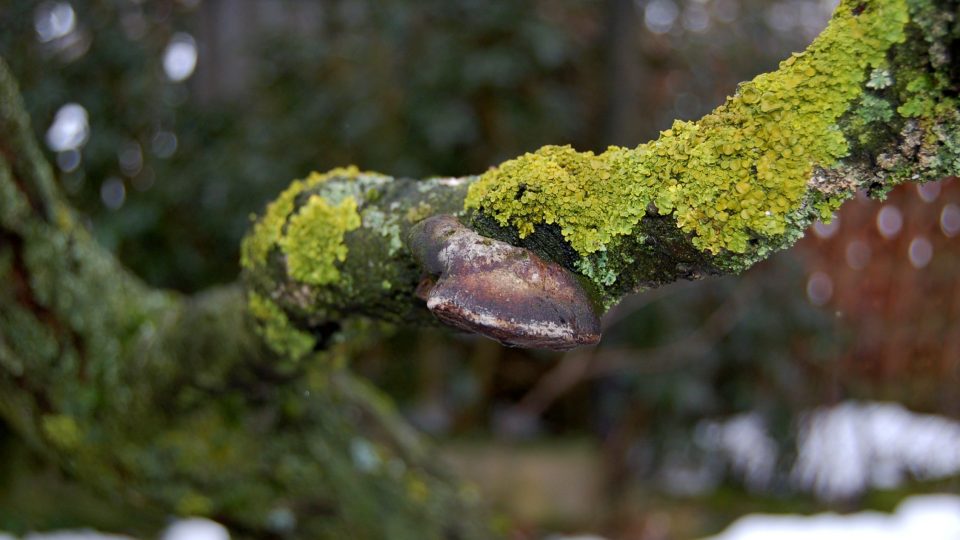 Epifytní mechy a lišejníky a dřevokazná houba, která strom zahubí