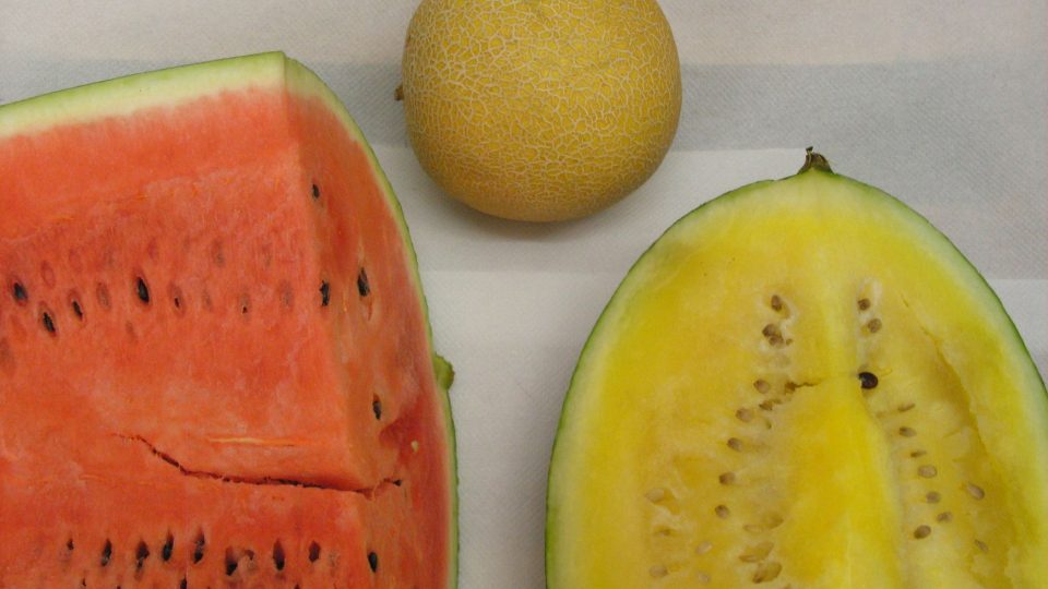 Meloun vodní a meloun cukrový - žlutý