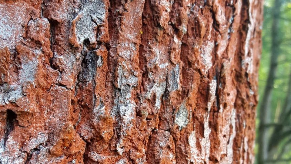 Zčervenání kůry stromů způsobuje řasa Trentepohlia umbrina