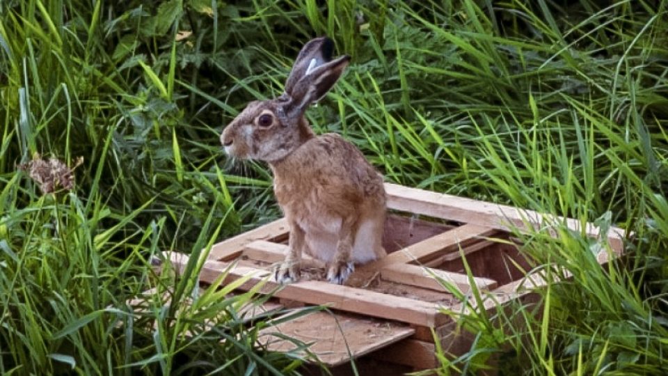 Uměle odchovaný zajíc neztrácí plachost. Po vypuštění do přírody rychle mizí v lese