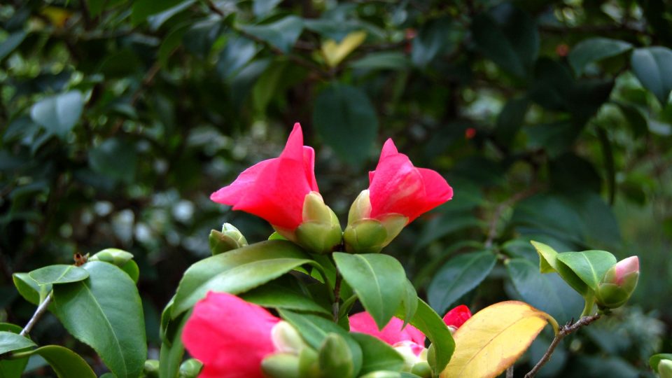 Kamélie milují vlhký vzduch a chladno okolo 15 °C. Květy při nesprávné péči opadávají 