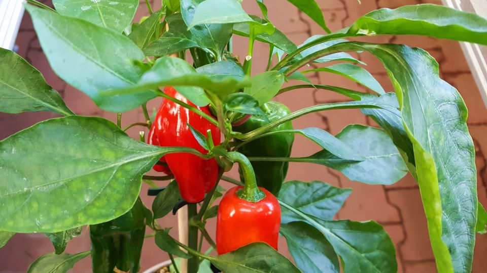 Odborníci vám poradí, které odrůdy paprik jsou vhodné pro výsadbu na balkon