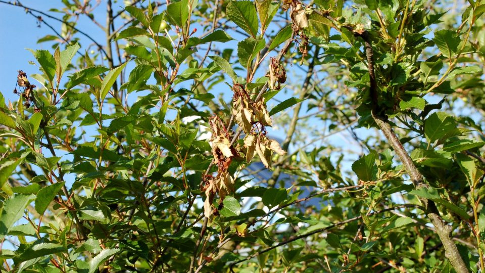 Monilinióza na větvích višně