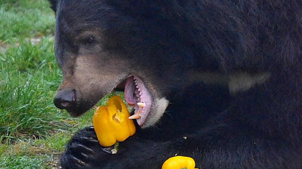 Medvěd ušatý v ZOO Chleby - medvědi ušatí, ač patří mezi šelmy, dávají ve svém jídelníčku přednost rostlinné složce před živočišnou
