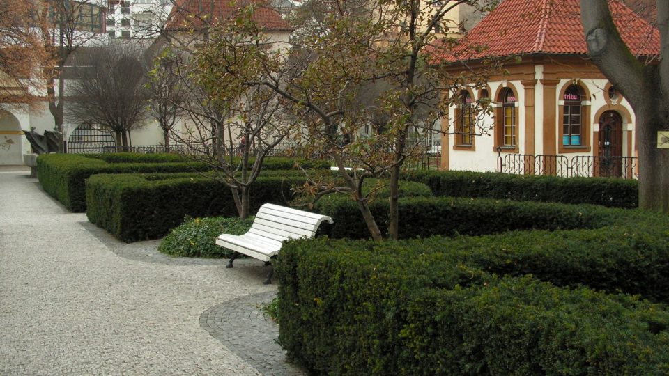 Živý plot z tisu (Františkánská zahrada Praha)