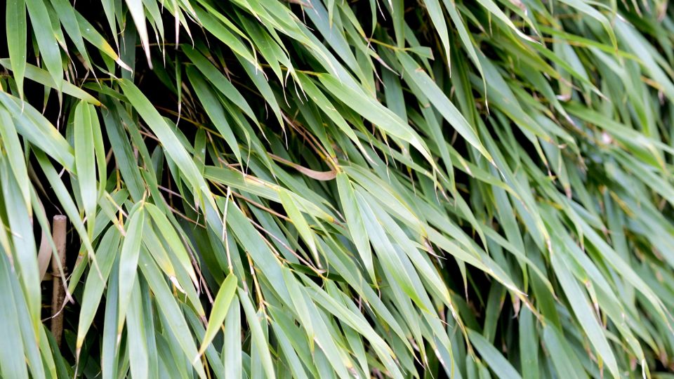 Bambusy se mohou stát neprůhledným živým plotem