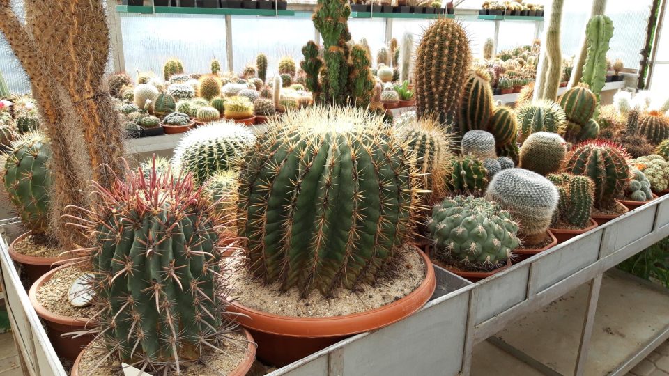 Některé kaktusy ve sbírce jsou staré téměř padesát let, ten nejstarší ale zničili vandalové, kteří se vloupali do skleníku