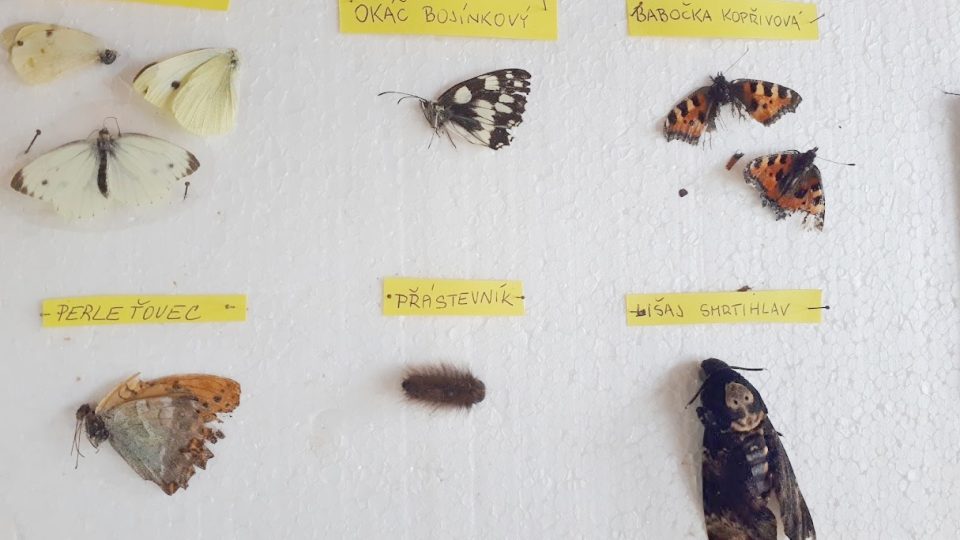 Děti se ve votickém motýláriu naučí rozeznávat druhy tuzemských motýlů