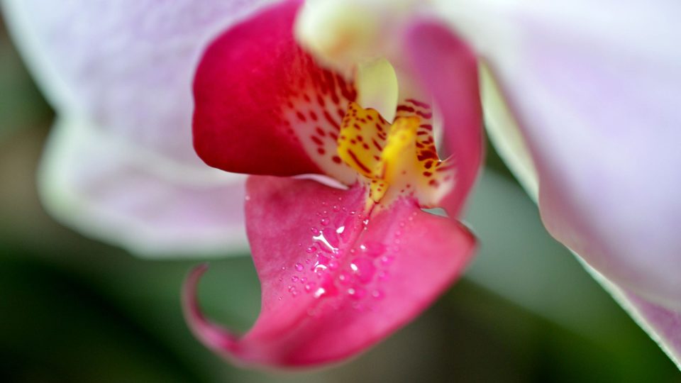 Orchidej Phalaenopsis ozdobí východní či západní okno