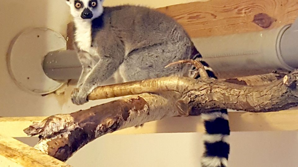 Lemur kata, známe ho jako krále Jelimána z animovaného filmu Madagaskar