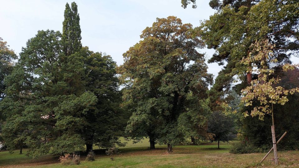 V parku jsou převážně listnaté vzrostlé stromy. Na podzim se zabarví překrásnými barvami