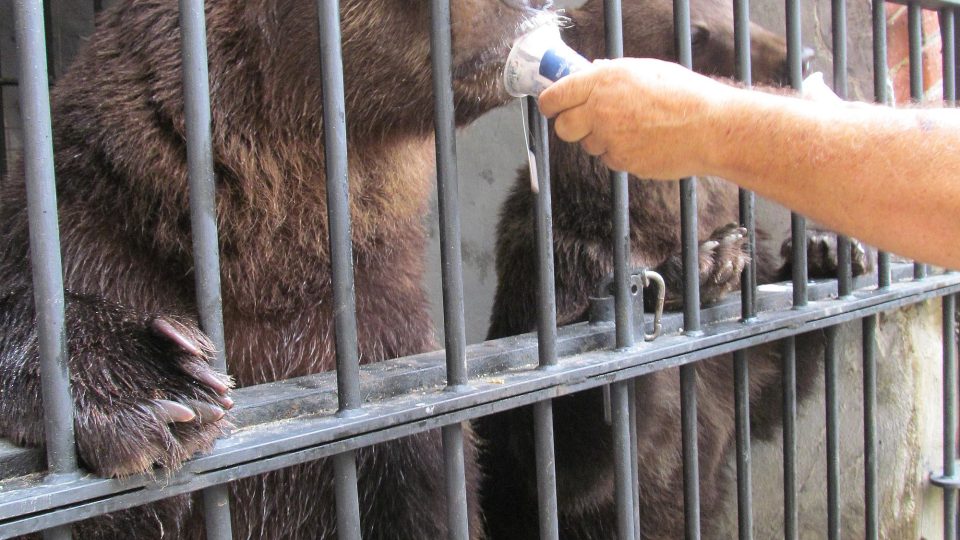 Medvědář Jan Míša Černý dává zvířatům všechen svůj volný čas