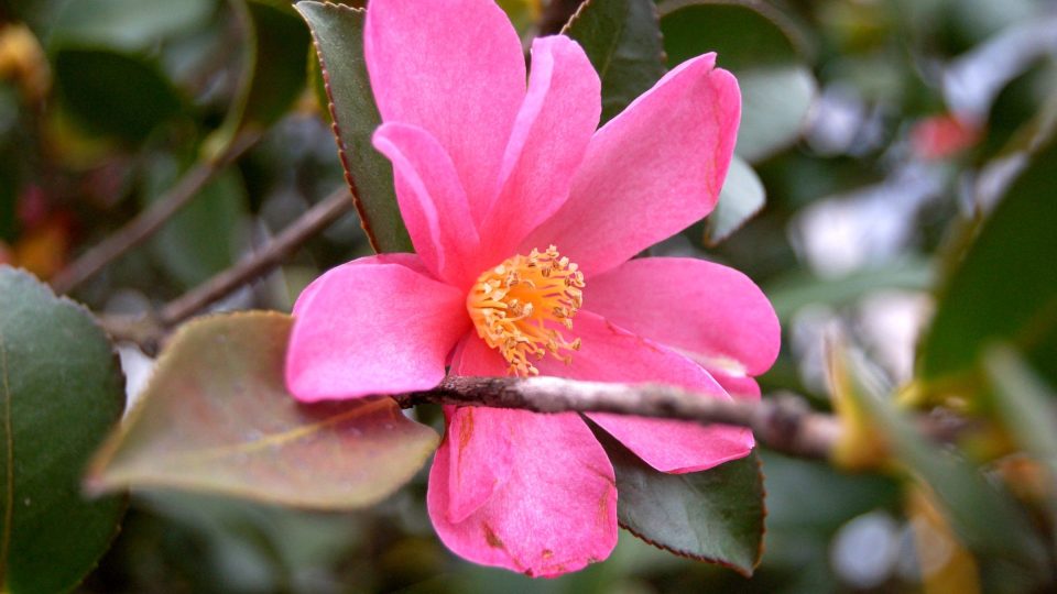 Hezký květ Camellia sasanqua, její listy mohou nahradit listy čajovníku