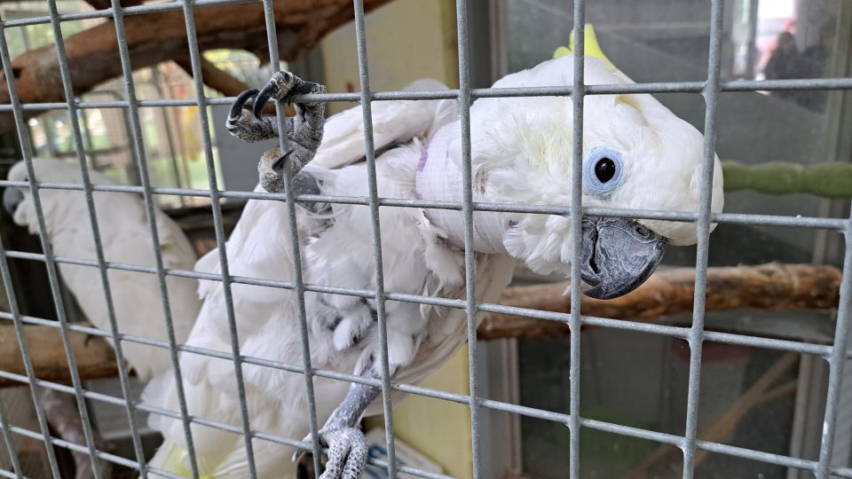 Utrápeného papouška umí v Laguně zase vrátit do života