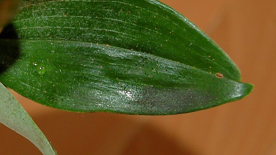 Dendrobium nobile, na rostlině je sviluška i třásněnka, ta zanechává černé kupičky výkalů