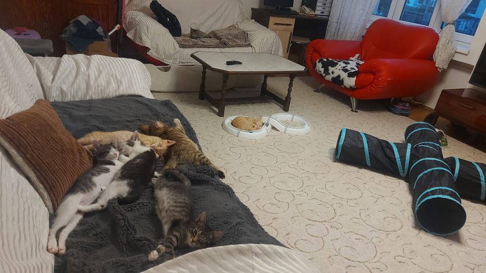 Obývací pokoj v čase kočičí siesty