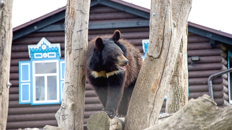 Medvěd ušatý, dříve zvaný himalajský