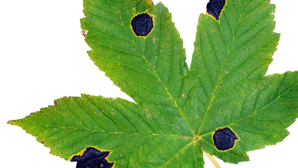 Černá skvrnitost. Druhé časté postižení listů javoru houbovou chorobou