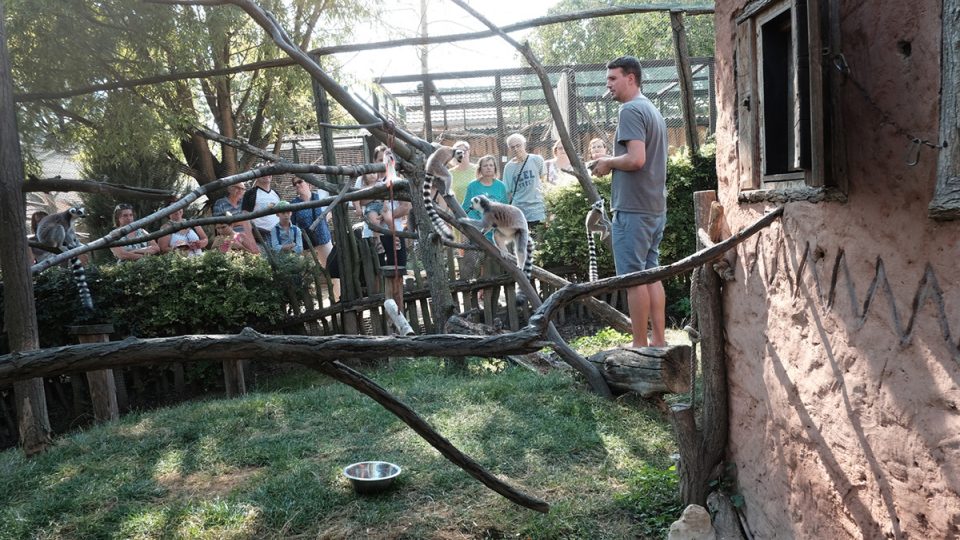 Lemuři kata při komentovaném krmení v Zooparku Zájezd