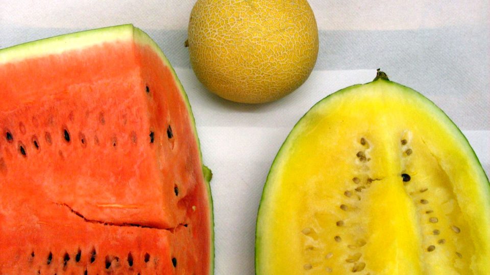 Meloun vodní a meloun cukrový  