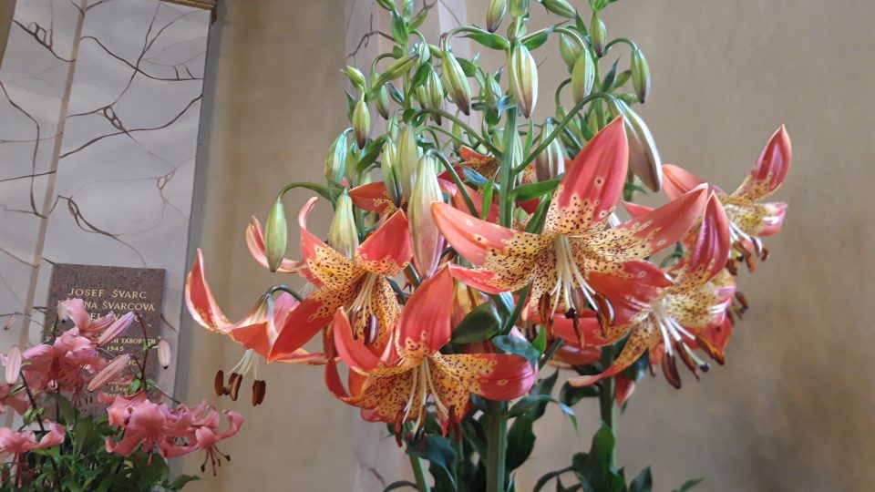 Prostory Rabasovy galerie v Rakovníku zaplnily nádherné květy lilií